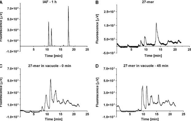 Fig. 2. HPLC analysis of peptides in vacuolar fractions. HPLC profiles of: iodoacetamidefluorescein after 1 h incubation in water (A), the 27 aa peptide (B), vacuoles incubated for 18 min with the 27 aa peptide and directly subjected to HPLC after separati