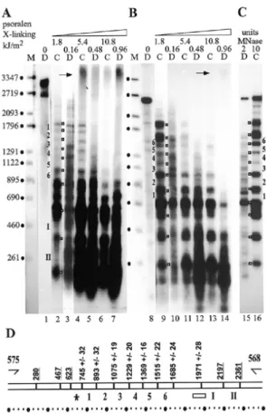 Figure 1. Schematic representation of nucleosome mapping by psoralen crosslinking and primer extension.