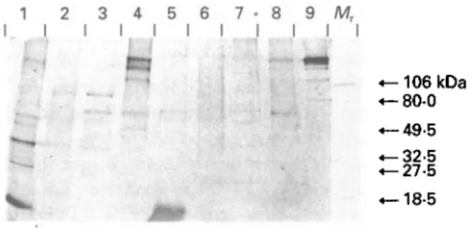Fig. 3. Immunoblot with extracts of taeniid cestodes with II/3-10-specific hyperimmune serum