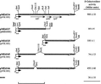 Fig. 1. Deletion constructs of the infC-rpmI-rplT operon and their abil- abil-ity to restore hcn expression to a gacA mutant