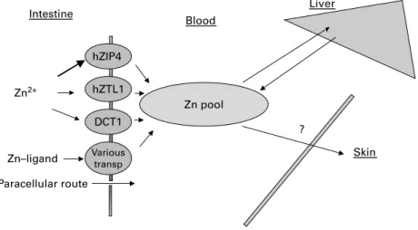 Fig. 6. A highly simplified representation of the mechanism of zinc absorption. hZIP4 (human zrt-,irt-like protein), hZTL1 (human zinc T-like transporter) and DCT1 (H þ -coupled divalent cation transporter) are transporters.