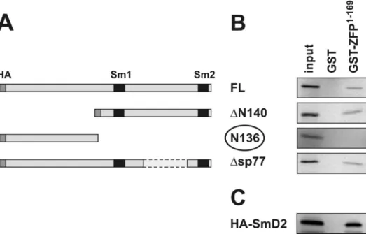 Figure 2. The N-terminus of ZFP100 binds to the C-terminal Sm domain of Lsm11. (A) Structure of various constructs containing murine Lsm11