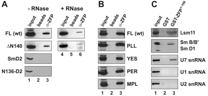 Figure 4. Determinants of ZFP100–U7 snRNP interactions in mammalian cell extracts. (A) The various HA-tagged proteins indicated on the left were expressed in human 293-T cells by transient transfection