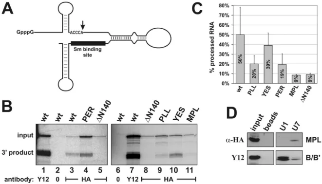 Figure 5. Three conserved amino acid sequences in the N-terminus of Lsm11 are important for histone RNA 3 0 end processing