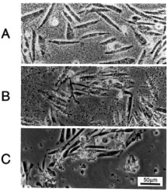 Figure 3. DNA binding capacity of a forming calcium phosphate precipitate at 1, 5 and 20 min