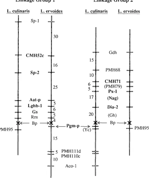 Figure 1. Linkage groups associated with the chromosomes involved in the reciprocal translocation existing between Lens ervoides #32 and L