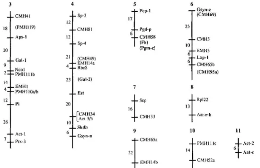 Figure 2. Additional multilocus linkage groups identified in the Lens ewoides #32 x L