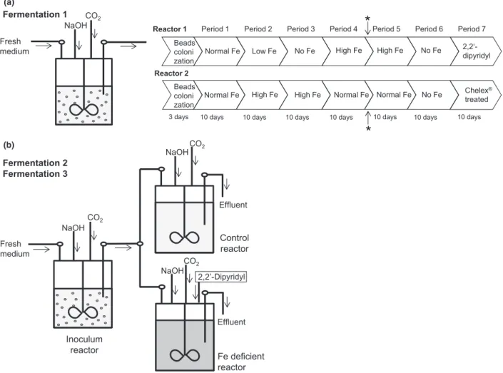 Fig. 1. (a) Continuous single-stage fermentation reactor with immobilized gut microbiota used for fermentation 1 and experimental setup of fermentation 1 indicating the different medium with Fe concentrations to mimic Fe deficiency and supplementation
