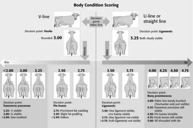 Figure 1 Body condition scoring system of Ivemeyer et al. (2006), modi ﬁ ed from the system developed by Ferguson et al