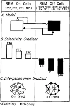 Figure 2. Relationship between interpenetration and selec- selec-tivity. Schematic illustration of the hypothesized relationship between physiological selectivity (B) and anatomical  inter-penetration (C) of REM-on (left column) and REM-off (right column) 