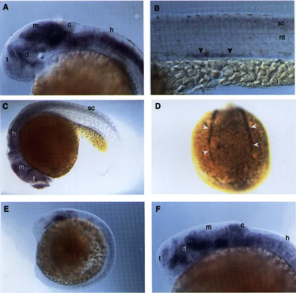 Figure 3.  In situ hybridization of early zebrafish embryos. Probes specific for zp-12 (A and B), zp-23 (C and D) and zp-47 (E and F) have been hybridized to zebrafish embryos and whole-mount preparations were photographed as side views under Nomarski opti