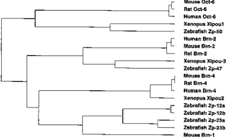 Figure 5. Sequence comparison of full-length vertebrate class III POU protein sequences