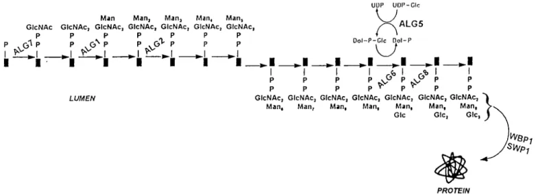 Table I. Features of the dolichol pathway genes Pathway step no. 1 3 5 12 13 aux 1 transfer*