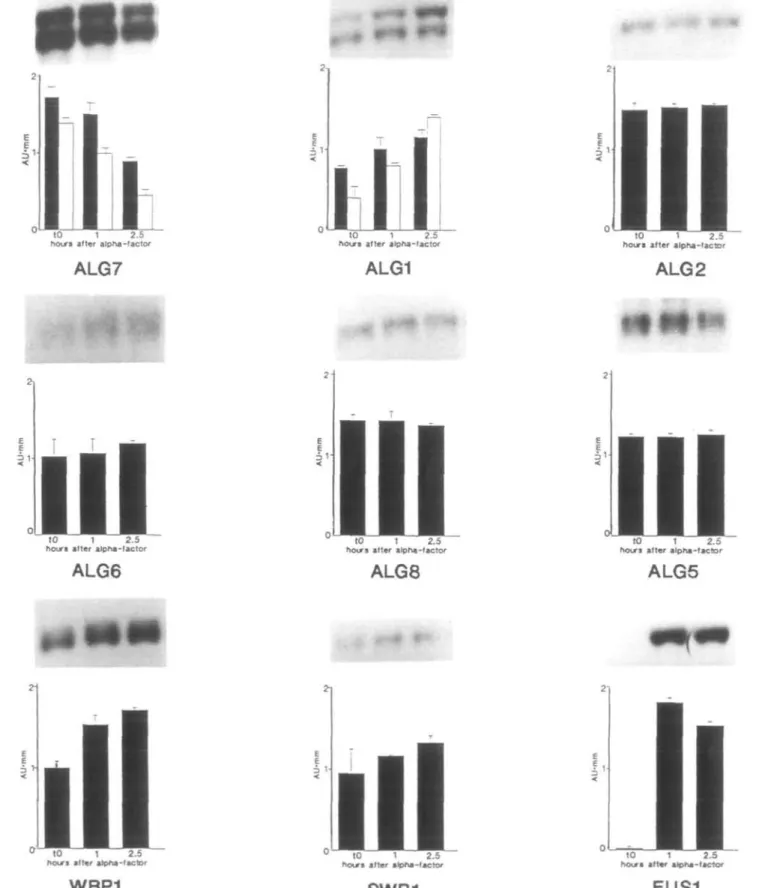 Fig. 5. Expression of the dolichol pathway genes, two oligosaccharyltransferase subunit genes and FUSl following a-factor-induced arrest at START.