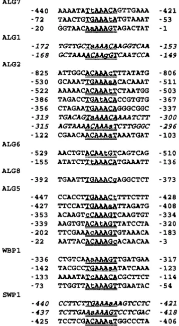 Fig. 6. Analysis of functional sequence elements in the 5' UTRs of the dolichol pathway and oligosaccharyltransferase subunit genes