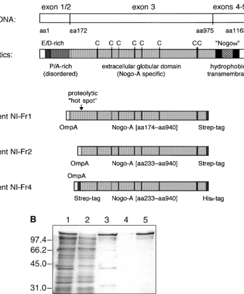 Fig. 1. Recombinant Nogo-A fragments prepared in this study. (A) Structural characteristics of the native neurite growth inhibitor Nogo-A and of the recombinant fragments derived from it
