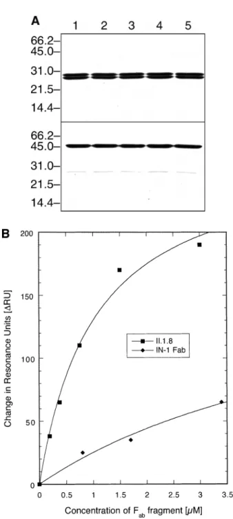 Fig. 2. Structural and functional characteristics of engineered IN-1 F ab fragments. (A) Amino acid sequence of the V L domain (Kabat database accession no