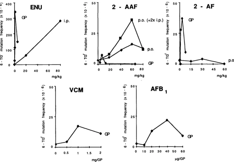 Fig. 1. Exposure-response curves of gene-mutation frequencies (6-TG r ) after oral application (p.o.), application into the air pouch (GP), or after intraperitoneal pretreatment (2 x i.p.).