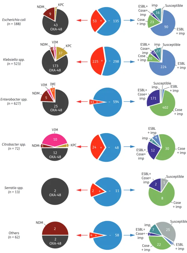 Figure 1. Distribution of enterobacterial species of carbapenemase-producing ( + ) and non-carbapenemase-producing (2) isolates