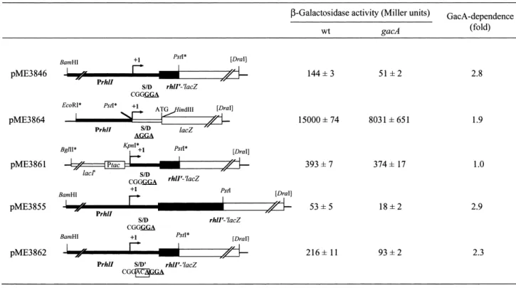 Fig. 1. Translational and transcriptional lacZ fusions used to study GacA control of rhlI expression