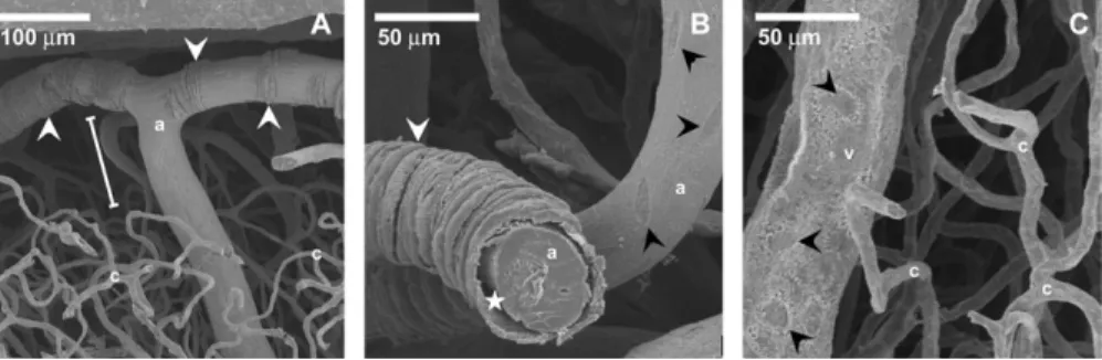 Figure 2. Details of coronal view on a vascular corrosion cast from monkey visual cortex