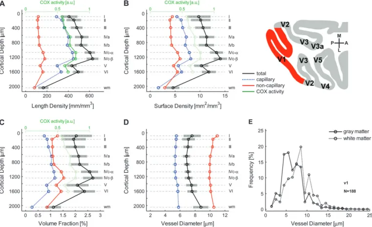 Figure 2 shows the so-called plastic strips around arteries that have been reported by several authors (Castenholz et al