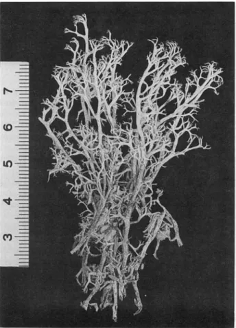 FIG. 4. Cladonia laevigata from Tierra del Fuego (Roivainen 2139, H), scale in cm.