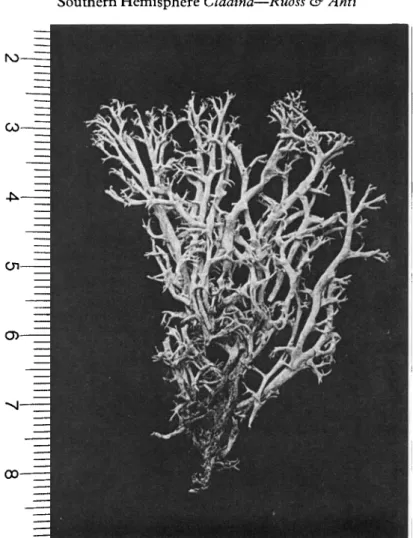FIG. 3. Cladonia arbuscula subsp. stictica from New Zealand (1985, Johnson, CHR 417704), scale in cm.