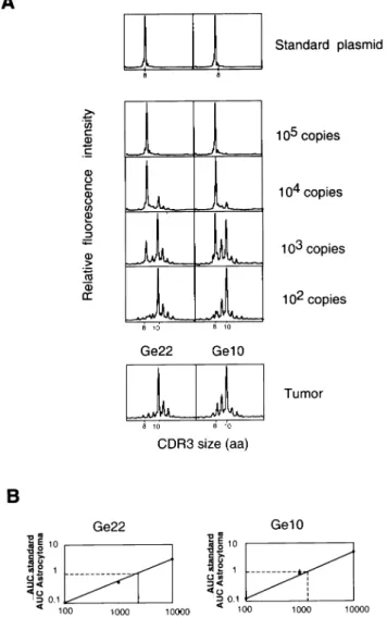 Fig. 5. Frequency of clonal BV1 T cells in Ge22 and Ge10 astrocytoma samples. (A) Copies (10 5 ) of the standard plasmid were amplified using BV1 and BC primers