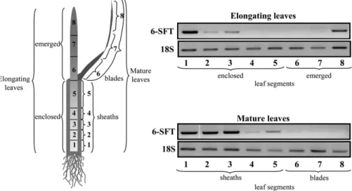 Fig. 7. Tissue distribution of 6-SFT transcripts as compared with 18S rRNA transcripts