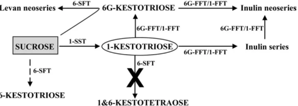 Fig. 9. Model of the synthesis of the different Lolium-type fructans by 1-SST, 6G-FFT/1-FFT, and 6-SFT.