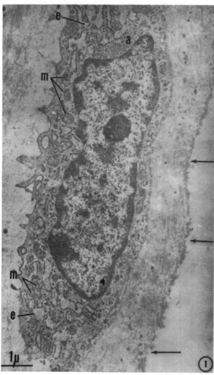 Fig. 1. 2-week-old male. Superficial chondrocyte. Dilated endoplasmic reticulum (e), delicate Golgi apparatus (a); several mitochondria (m); undulating articular surface (arrows)