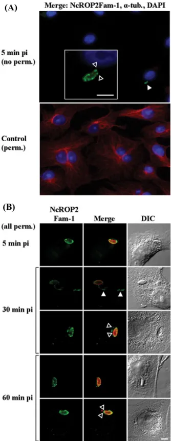 Fig. 4. NcROP2Fam-1 is a secreted rhoptry protein that associates with the PVM and the surface of invaded and adherent parasites