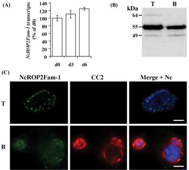 Fig. 5. NcROP2Fam-1 is expressed by bradyzoites and accumulates in the cyst wall of ‘ cysts ’ produced in vitro.