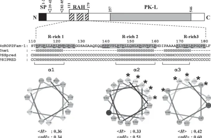 Fig. 1. Helical wheel projections of putative α helices within the NcROP2Fam-1 RAH domain