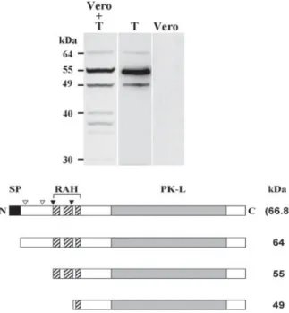 Fig. 3. NcROP2Fam-1 is a rhoptry protein associated with rhoptry bulbs. (A) Confocal laser scanning microscopy