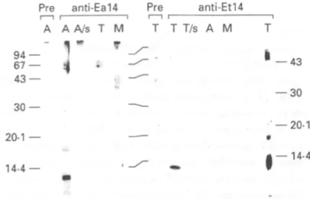 Fig. 2. SDS-PAGE of oocysts wall proteins under reducing conditions using an 8-15% gradient gel (lanes T j - T / s ) or a 12-5% gel (lane T 3 )