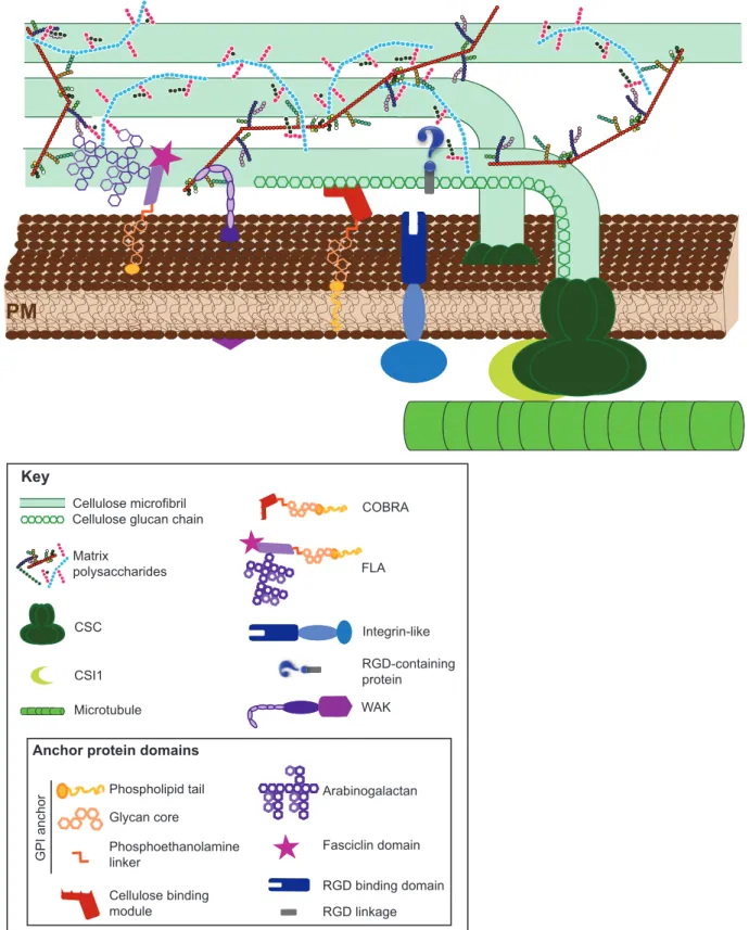 Fig. 1.  The plasma membrane–cell wall anchors. Cell walls are mainly composed of cellulose microfibrils and matrix polysaccharides