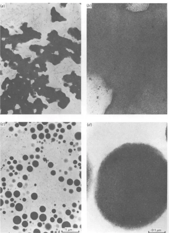 Fig. 1. Electron micrographs of Ca caseinates. (a) and (6) Fine structure of insoluble Ca caseinate at pH 5-1 (0-033 mmol Ca/g casein), typical for the samples in the pH range of 4-6 to 5-8 (0-002 to
