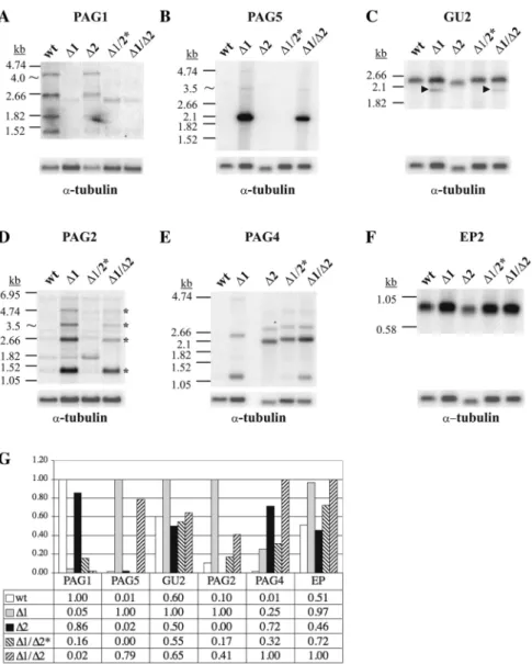 Figure 2. Northern blot analysis of PAG deletion mutants. Five micrograms poly(A) + -enriched RNA from late procyclic cultures were loaded per lane