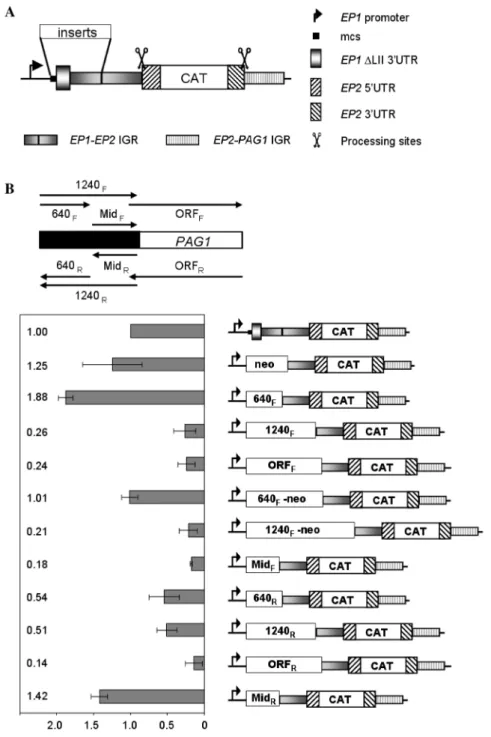 Figure 6. Eﬀect of diﬀerent regions of PAG1 on expression of a downstream reporter gene