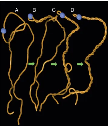 Figure 1. Arising supercoiling pushes trefoil knot out of the linear DNA.