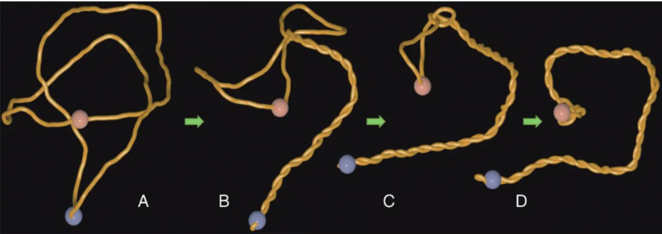 Figure 2. Arising supercoiling in nicked circular DNA pushes the trefoil knot towards the site of the nick