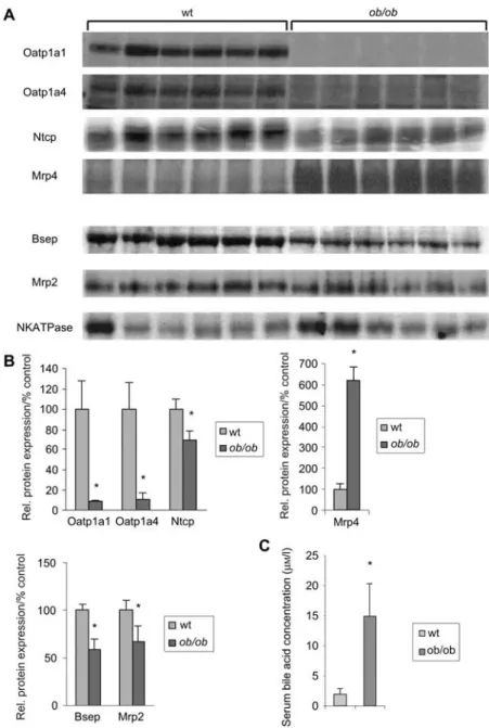 Figure 3 Western blot analysis of hepatic transporter protein expression in ob/ob mice and serum bile acid concentration in ob/ob mice.