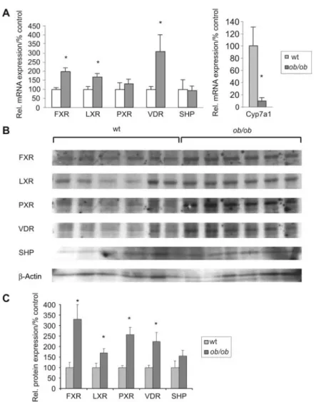 Figure 4 Nuclear receptor mRNA and protein expression in ob/ob mice.