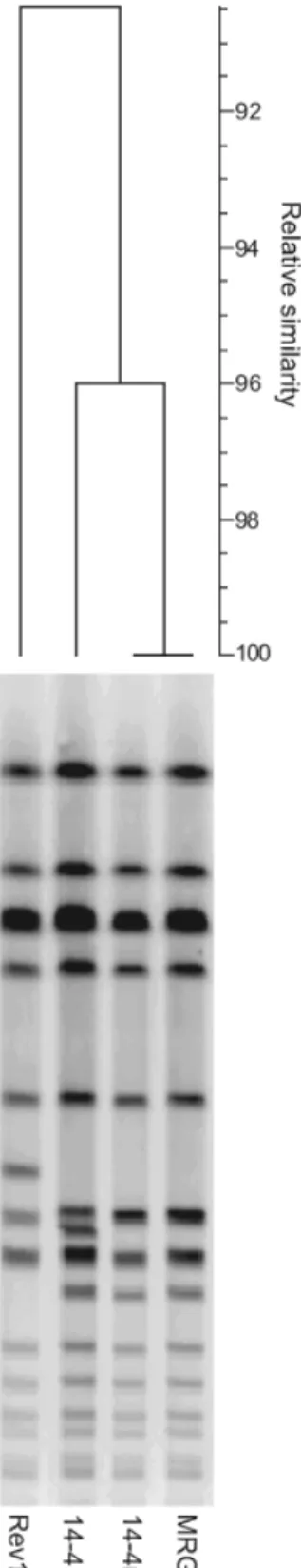 Figure 3 shows the PFGE patterns of the strains tested.