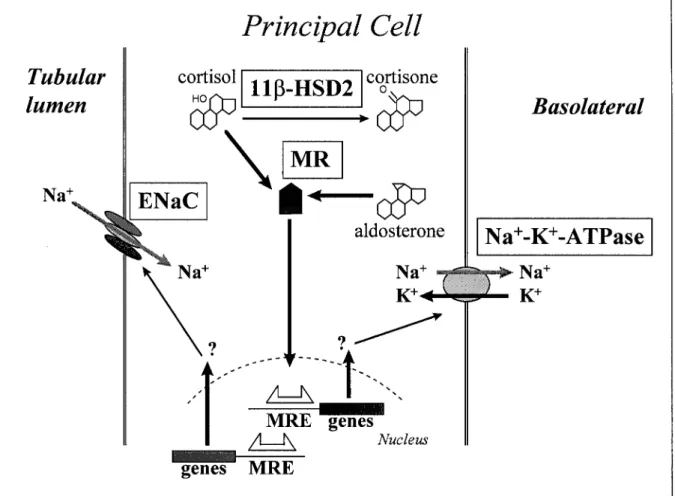 Fig. 1. Mechanisms of sodium reabsorption in the cortical collecting duct.