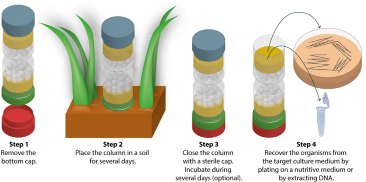 Figure 2. Description of the steps involved in the use of fungal highway columns. In step 2, soil can be replaced by a culture of microorganisms on solid medium or any other substrate.