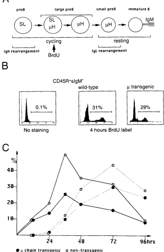 Fig. 5. In vivo pulse BrdU labeling reveals that early expression of n chain from the transgene does not reduce the duration of the small pre- pre-B cell stage (A) Strategy for pre-BrdU-labeling experiments