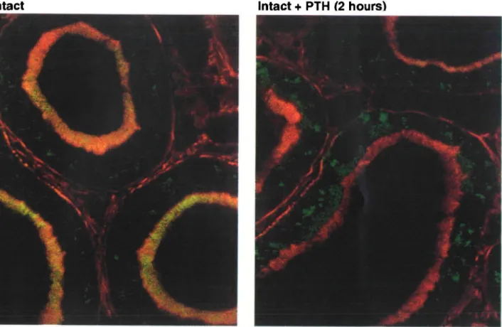 Fig. 1. Cross section through rat kidney cortex of control and PTH-infused animals. NaP,-2 antibody stains selectively the Type II Na/P r cotransporter [4] and appears as green fluorescence